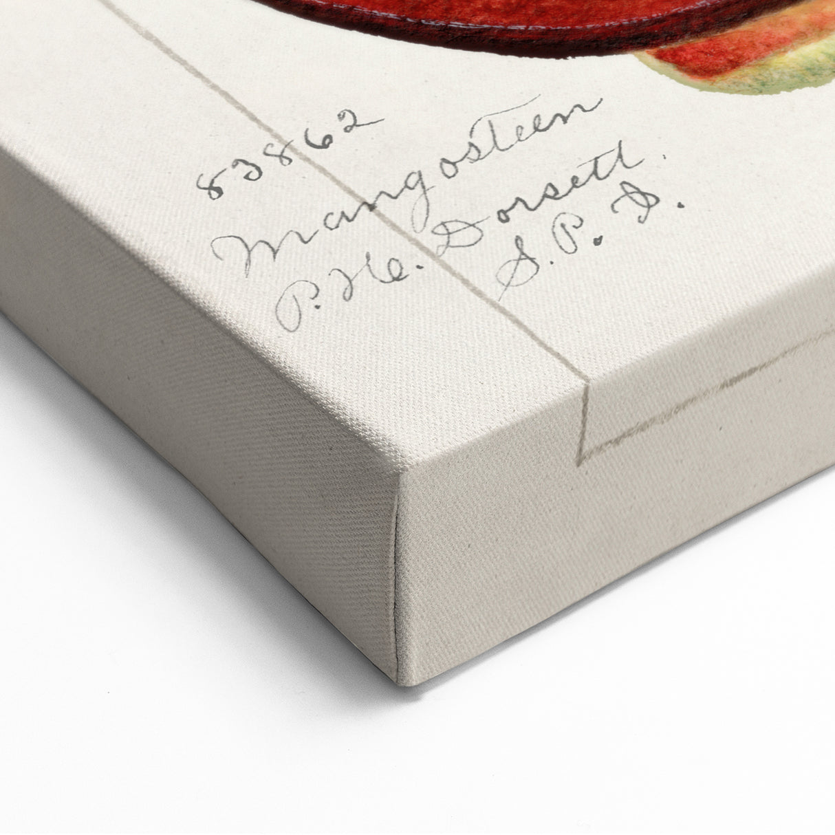 Vintage Mangosteen Botanical Print – Elegant Fruit Wall Art