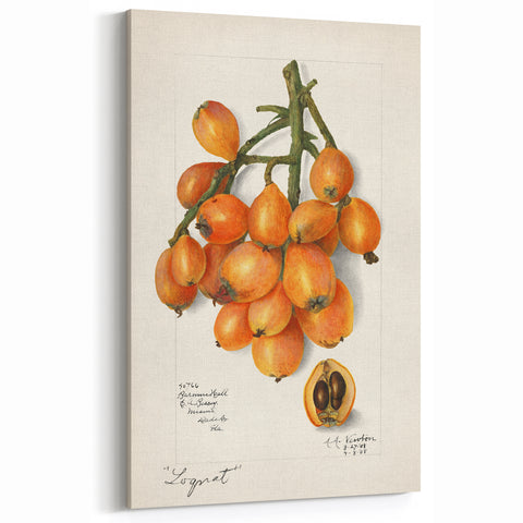 Vintage Loquat Botanical Print – Classic Fruit Wall Art