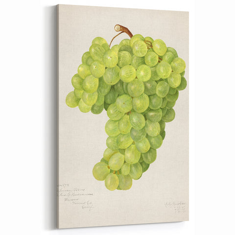 Vintage Green Grape Botanical Print – Classic Fruit Wall Art