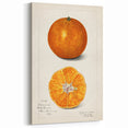 Vintage Satsuma Orange Botanical Print – Fruit Wall Art
