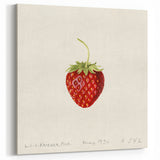 Vintage Strawberry Botanical Print – Classic Fruit Wall Art