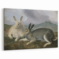 Vintage Animal Art - White & Brown Hares Antique Wildlife Print