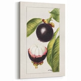 Tropical Fruits Wall Art – Mangosteen Fruit Canvas Art Print