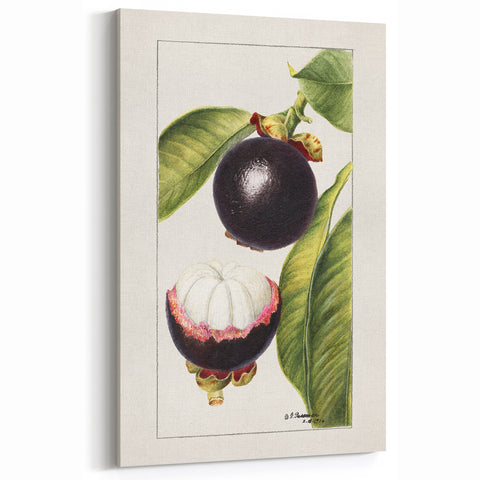 Tropical Fruits Wall Art – Mangosteen Fruit Canvas Art Print