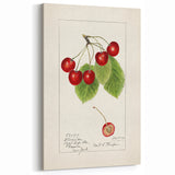 Cherry Fruit Art Prints – Vintage Botanical Fruit Canvas Art