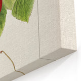 Cherry Fruit Art Prints – Vintage Botanical Fruit Canvas Art
