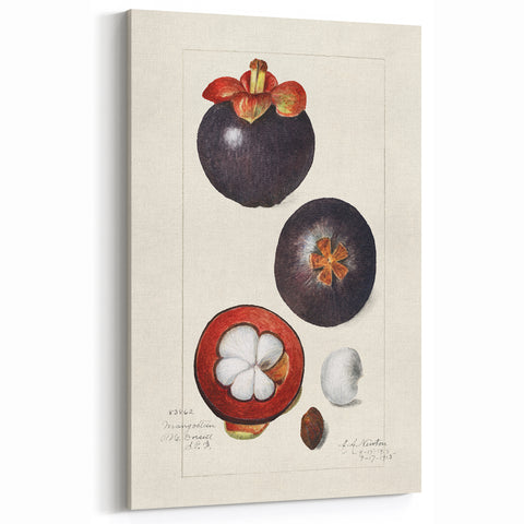 Mangosteen Fruit Wall Art – Vintage Botanical Fruit Art Print