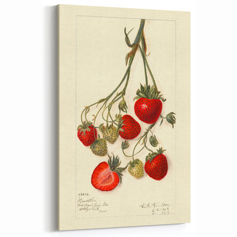Strawberry Botanical Prints – Vintage Fruit Canvas Art for Kitchen