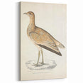 Vintage Animal Art: Marbled Bustard Illustration