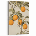 Vintage Botanical Art Print: Antique Orange Tree Illustration