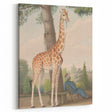 Vintage Animal Art - Giraffe in the Garden Antique Print