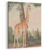 Vintage Animal Art - Giraffe in the Garden Antique Print