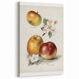 Vintage Apple Botanical Print – Elegant Fruits Wall Art for Kitchen