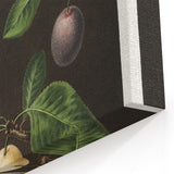 Vintage Plum Botanical Print – Elegant Fruit Wall Art for Kitchen