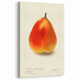 Vintage Pear Botanical Print – Classic Fruit Wall Art for Kitchen