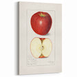 Vintage Apple Botanical Print – Classic Fruit Wall Art for Kitchen
