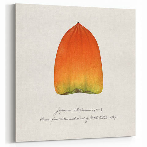 Japanese Persimmon Botanical Print – Elegant Fruit Wall Art