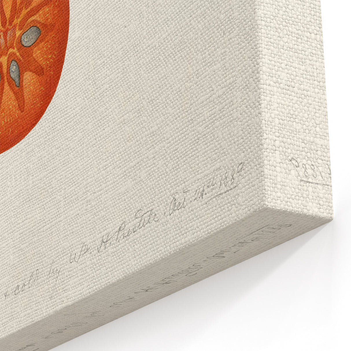 Vintage Tomato Botanical Print – Elegant Fruit Wall Art for Kitchen