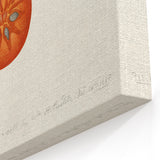 Vintage Tomato Botanical Print – Elegant Fruit Wall Art for Kitchen