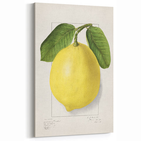 Lemon Fruit Canvas Art – Elegant Kitchen Fruit Decor Print