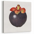 Mangosteen Fruit Botanical Print – Exotic Kitchen Wall Art
