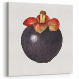 Mangosteen Fruit Botanical Print – Exotic Kitchen Wall Art