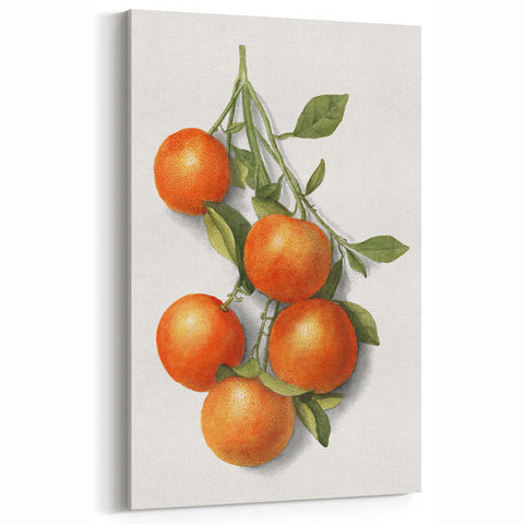 Kitchen Fruit Decor – Orange Botanical Fruit Canvas Art Print