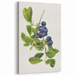 Fruit Art Prints – Blueberry Botanical Watercolor Wall Decor