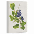 Fruit Art Prints – Blueberry Botanical Watercolor Wall Decor