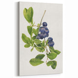 Fruit Art Prints – Blueberry Botanical Watercolor Wall Decor