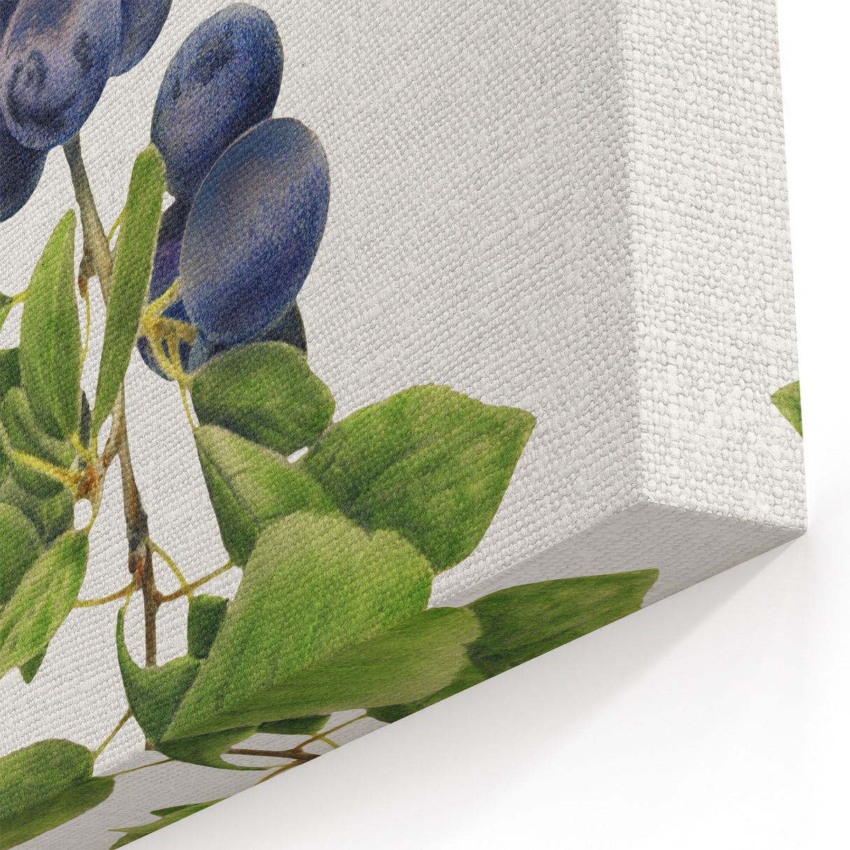 Fruit Art Prints – Blueberry Botanical Watercolor Wall Decor