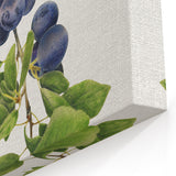 Fruit Art Prints – Blueberry Botanical Watercolor Wall Decor