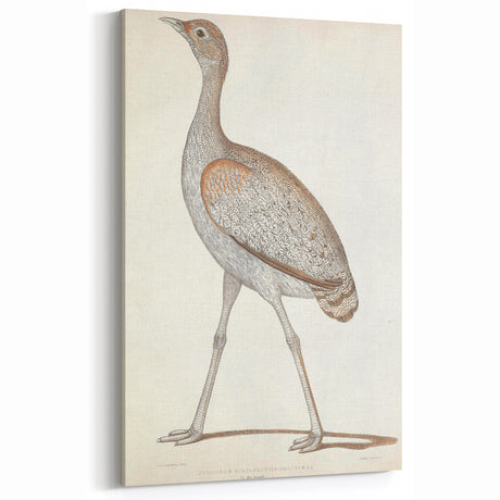 Vintage Animal Art – Elegant Bustard Illustration Wall Decor Print