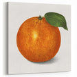 Fruit Paintings – Vintage Orange Botanical Wall Art Print