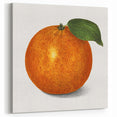Fruit Paintings – Vintage Orange Botanical Wall Art Print