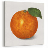 Fruit Paintings – Vintage Orange Botanical Wall Art Print