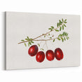 Fruit Art Prints – Cranberry Botanical Illustration Wall Decor