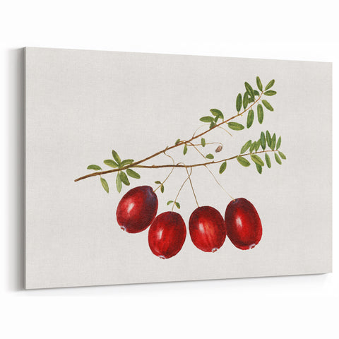 Fruit Art Prints – Cranberry Botanical Illustration Wall Decor
