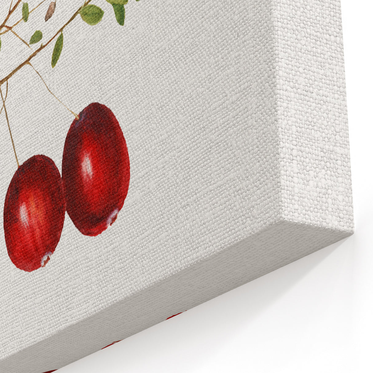 Fruit Art Prints – Cranberry Botanical Illustration Wall Decor