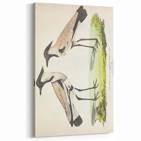 Vintage Animal Art – Spur-Winged Plover Illustration Wall Print