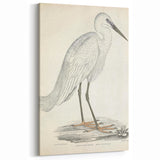 Vintage Animal Art – Indian White Heron Illustration Wall Print