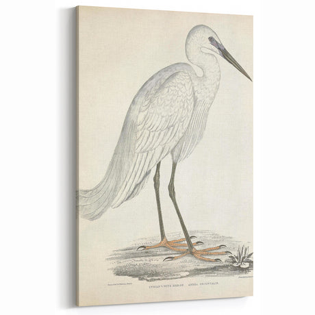 Vintage Animal Art – Indian White Heron Illustration Wall Print