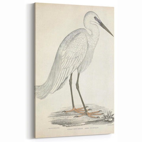 Vintage Animal Art – Indian White Heron Illustration Wall Print