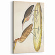Vintage Animal Art – Yellow-Necked Heron Illustration Print