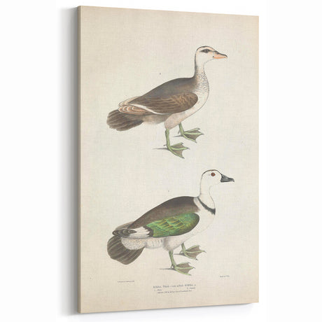Vintage Animal Art – Girra Teal Duck Illustration Wall Print