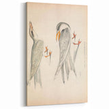 Vintage Animal Art – Waved Tern Illustration Wall Print