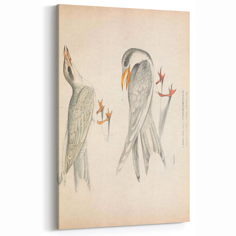 Vintage Animal Art – Waved Tern Illustration Wall Print