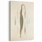 Vintage Animal Art – Exotic Pipefish Illustration Wall Print