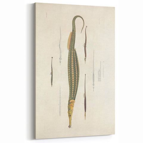 Vintage Animal Art – Exotic Pipefish Illustration Wall Print