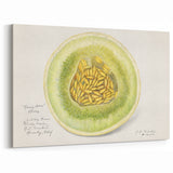 Honeydew Melon Fruits Wall Art – Fruit Canvas Art for Kitchen Decor